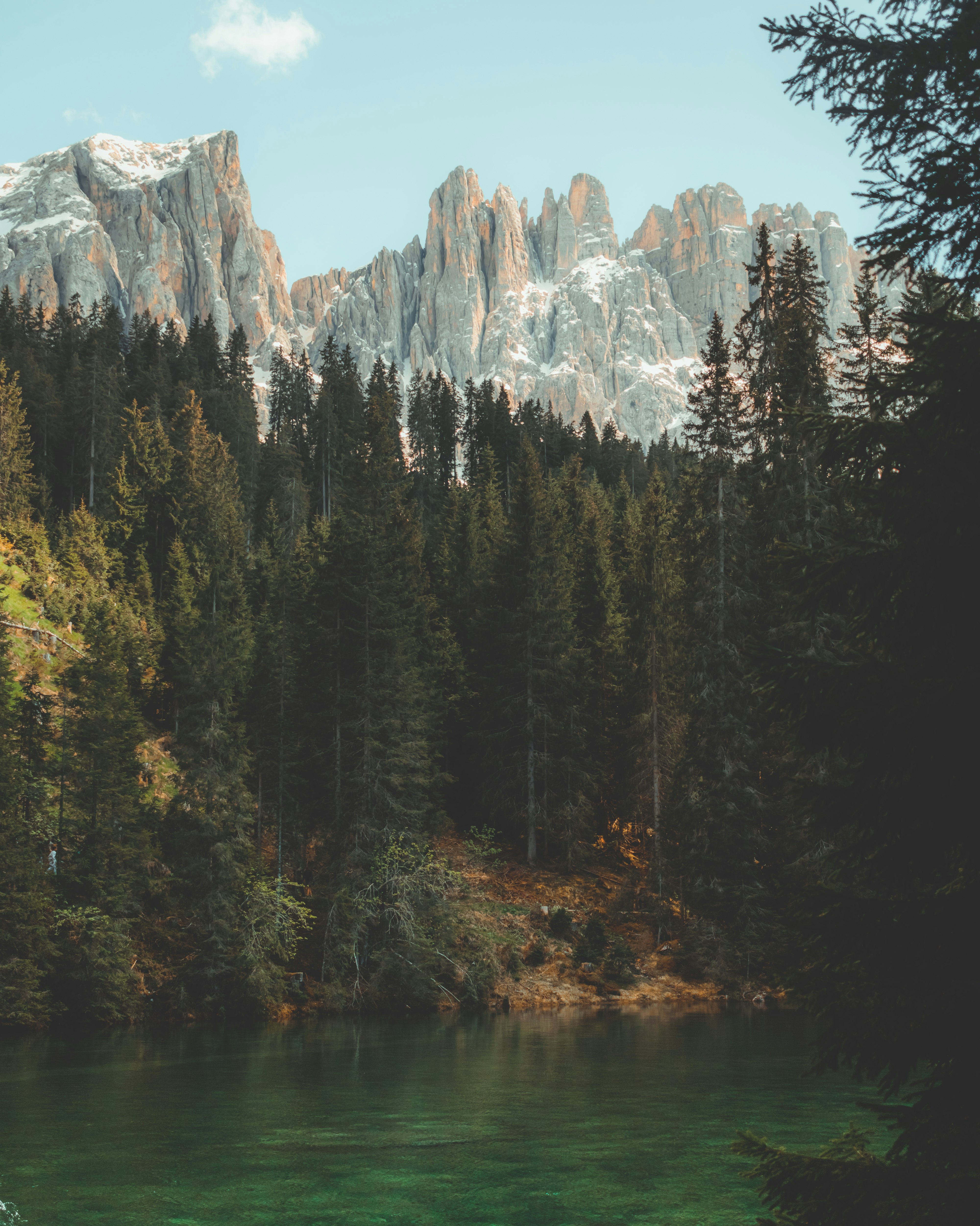 green trees near lake and mountain